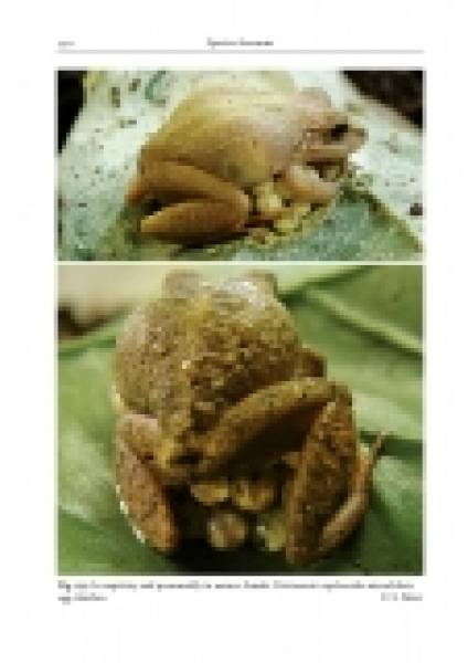 Amphibians and Reptiles of the St. Vincent and Grenada Banks, We